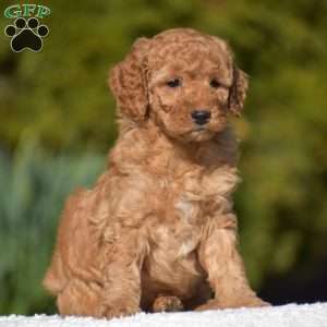 Kyle, Miniature Poodle Puppy